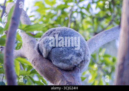 Koalabär schlafen auf einer Eukalyptus-Baum Stockfoto