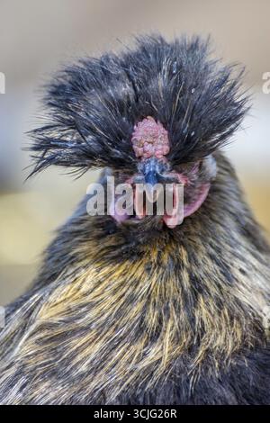 Schwarze Henne mit langen Federn, Nahaufnahme Stockfoto