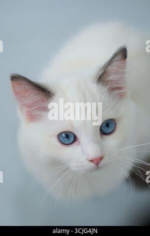 3 Monate altes Ragdoll-Kätzchen, das in die Kamera schaut. Hauskatze Stockfoto