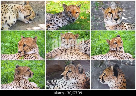 Schöne Nahaufnahmen von jungen anmutigen Geparden Stockfoto
