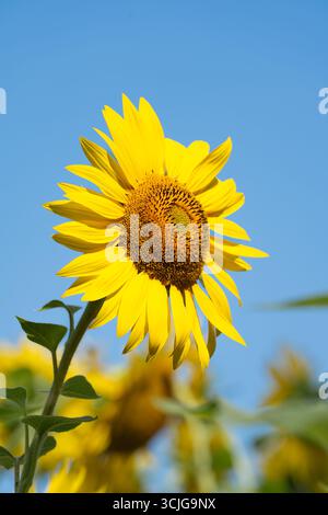 Gelber Sonnenblumenkopf vor blauem Himmel Hintergrund im Sommer Stockfoto
