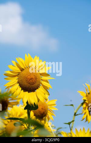 Gelber Sonnenblumenkopf vor blauem Himmel Hintergrund im Sommer Stockfoto
