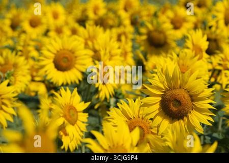 Isoliertes Feld mit gelben Sonnenblumen im Sommer an einem hellen sonnigen Tag Stockfoto