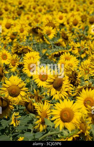 Feld der gelben Sonnenblumen im Sommer Stockfoto