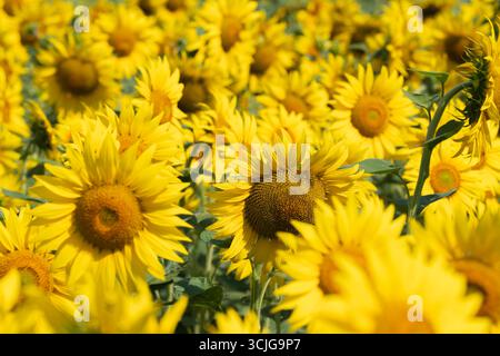 Viele gelbe Sonnenblumen blühen auf einem landwirtschaftlichen Feld Stockfoto