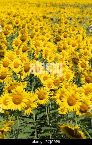 Feld der gelben Sonnenblumen im Sommer Stockfoto