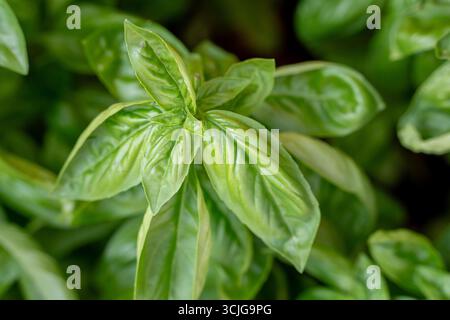 Frische Basilikumpflanze mit grünen Blättern im Garten für aromatische Speisen und kulinarische Konzepte Stockfoto