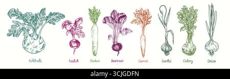 Wurzelgemüse-Set. Kohlrabi, Rettich, Daikon, Rote Bete, Karotte, Sellerie, Knoblauch, Sellerie, Zwiebeln. Schwarze und weiße Kritzelzeichnung im Holzschnitt Stockfoto