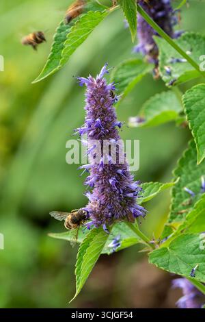 Agastache rugosa „Liquorice Blue“ eine im Sommer herbstliche blühende Pflanze mit einer blauen violetten Sommerblume, die auch als koreanische Minze oder Giant hys bekannt ist Stockfoto