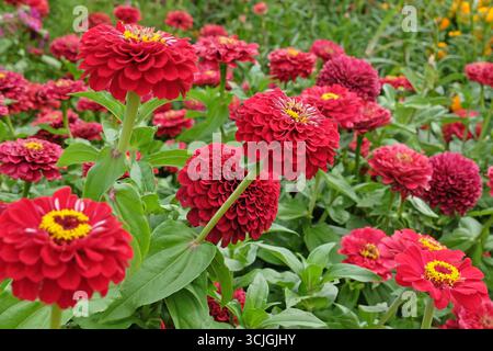 Hellrotes Zinnia elegans oder gewöhnliches Zinnia „Florist Deep Red“ in der Blüte. Stockfoto