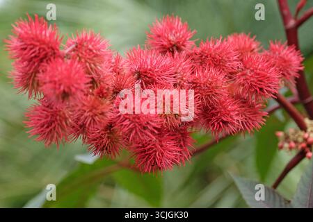 Die Orangensamen von Ricinus communis, der Rizinusbohnen- oder Rizinusölpflanze. Stockfoto