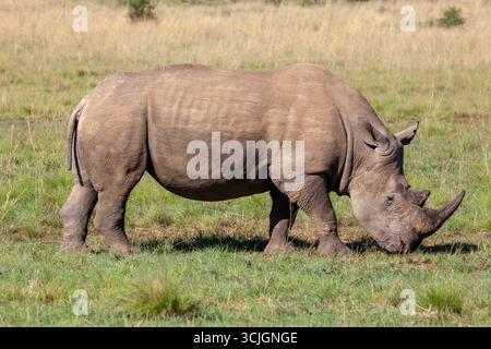 Einzelnes Nashorn isst Gras, Seitenprofil Stockfoto