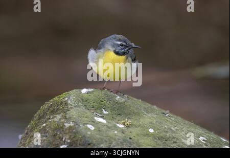 Graues Wagtail Baby auf einem Stein, Nahaufnahme Stockfoto