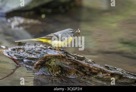 Grauer Wagtail auf einem Stein in einem Fluss mit Nahrung im Schnabel, Nahaufnahme Stockfoto