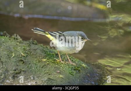 Graues Wagtail Baby auf einem Stein im Fluss, Nahaufnahme Stockfoto