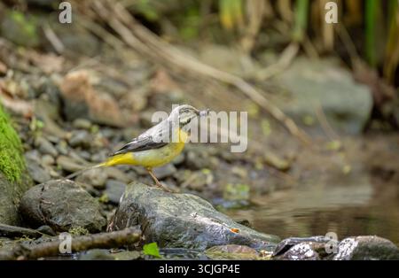 Graues Wagtail Baby auf einem Stein, Nahaufnahme Stockfoto