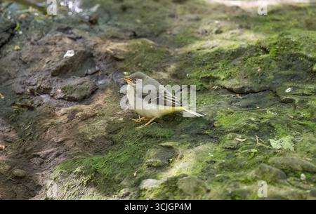 Graues Wagtail Baby auf einem Stein, Nahaufnahme Stockfoto