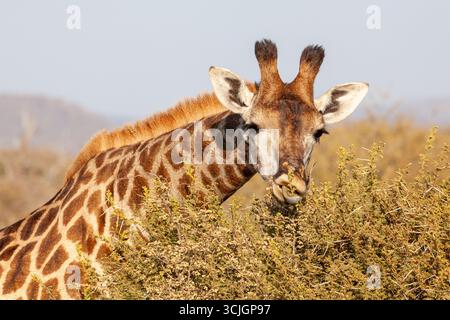 Giraffe Kopf und Hals mit Platz für Kopien Stockfoto
