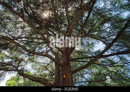 Ein hoch aufragender Zedernbaum zeigt ein kompliziertes Netz aus dunklen Ästen und weichen Nadeln, während das Sonnenlicht durch das dichte Baldachin strömt. Stockfoto