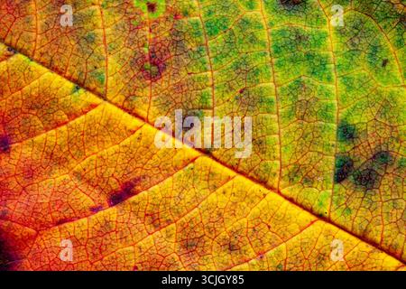 Makro eines mehrfarbigen Blattes, grün, gelb und rot; isoliert, Hintergrund, abstrakt Stockfoto