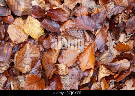 Braune Blätter in einem Haufen auf dem Boden im Herbst, isoliert, Hintergrund, Tapete Stockfoto