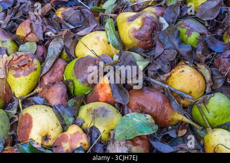 Verfaulte Birnen und feuchte braune Blätter Stockfoto
