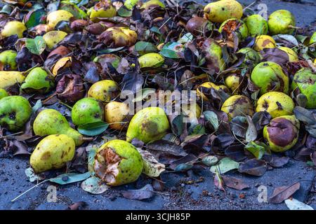 Verfaulte Birnen und feuchte braune Blätter Stockfoto