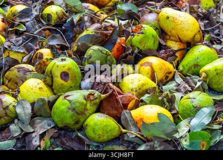 Verfaulte Birnen und feuchte braune Blätter Stockfoto