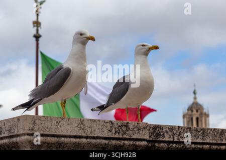 ROM, ITALIEN - 10. MÄRZ 2023: Möwen stehen auf der Attika einer der Terrassen des Vittoriano-Denkmals. Stockfoto
