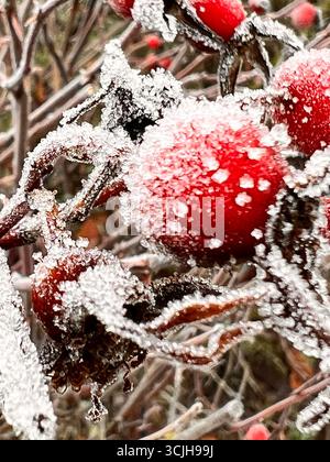 Rosenhüften im Winter mit Eis und Eiszapfen. Stockfoto