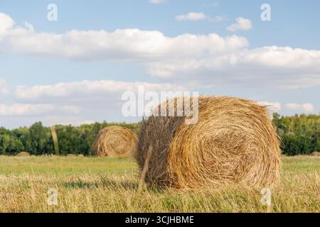 Heu rollt auf einem goldenen Feld in einer sonnigen Bauernlandschaft Stockfoto