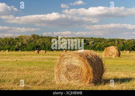 Heu rollt auf einem goldenen Feld in einer sonnigen Bauernlandschaft Stockfoto