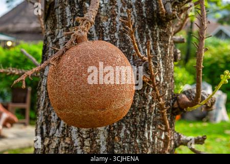 Nahaufnahme von tropischen großen braunen Kanonenkugelfrüchten, die an einem Baumstamm auf Samui Island, Thailand, hängen. Die Frucht Couroupita guianensis. Tropisch Stockfoto