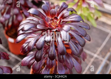 Nahaufnahme von 'Aeonium Arboreum' Sukkulent mit dunkelvioletten Blättern. Dekorative rosettenförmige Pflanze im Topf Stockfoto