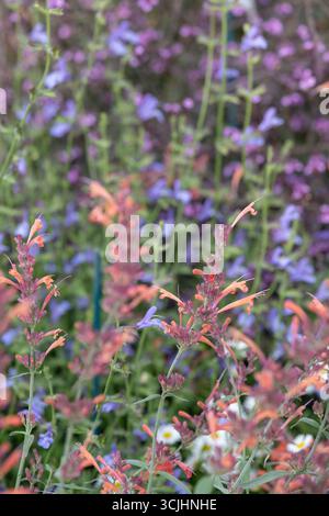 Eine große Auswahl an bienenfreundlichen bunten Wildblumen, darunter Kornblumen, Mohn, Gänseblümchen und Ringelblumen, wächst im RHS Wisley Garden, Surrey, Großbritannien. Stockfoto