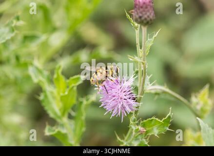 Ein Batman Hoverfly (Myathropa florea), der eine Distelblume bei Rye Meads, Herts, ernährt Stockfoto