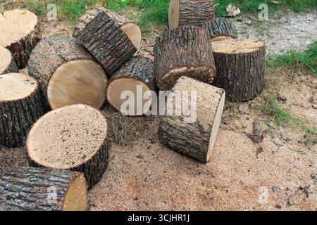Schneiden Sie Baumstämme auf dem Boden, umgeben von Gras und Sägemehl. Baumstämme variieren in Größe und Form und zeigen die natürliche Textur des Holzes Stockfoto