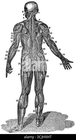 Anatomie, Hinteransicht der Muskeln des Körpers, Rückansicht, historische Abbildung 1858 Stockfoto
