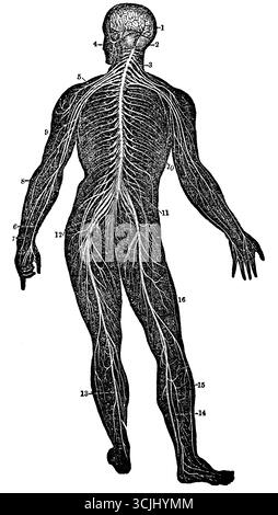 Physiologie des Nervensystems, Rückansicht von Gehirn und Rückenmark, historische Darstellung 1858 Stockfoto