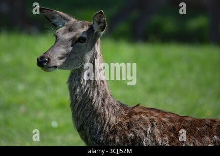 Der Rothirsch (Cervus elaphus) ist eine der größten Hirscharten. Ein männlicher Rotwild wird Hirsch oder hirsch genannt, und ein Weibchen wird Hirsch oder Hirsch genannt. Stockfoto
