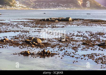 Große Menge Seetang im Atlantik in False Bay, Kapstadt. Stockfoto