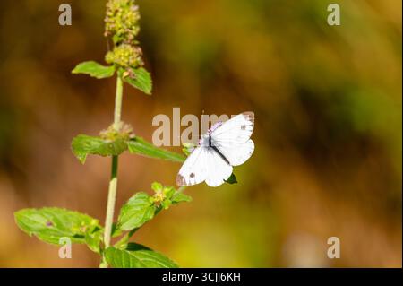 „Kleiner weißer“ Schmetterling „Pieris rapae“ ernährt sich von Wildblumen mit seinem Proboscis. Insekt mit hellweißen Flügeln, dunkel gespitzten Vorderflügeln. Irland Stockfoto