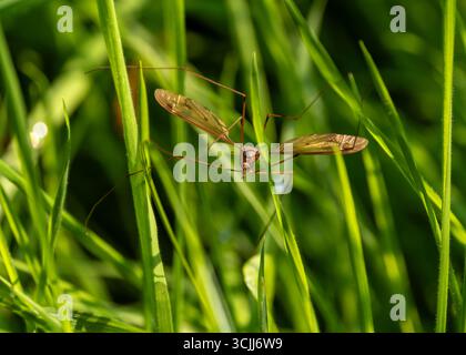 Grashüpfer- oder Grillen-Insekten auf grünen Grashalmen mit ausgestreckten Flügeln. Wicklow, Irland Stockfoto