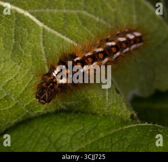 Knotgrass Knoten Gras Raupe Stockfoto