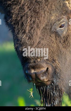 Bullenbüffel (Bisonbison). Juni im Yellowstone-Nationalpark, Wyoming. Stockfoto