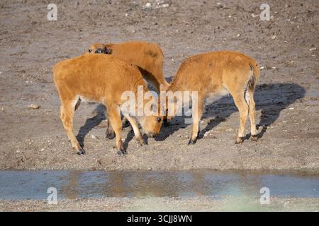 Buffalo (Bison Bison) Kalbsspiele. Juni im Yellowstone-Nationalpark, Wyoming. Stockfoto