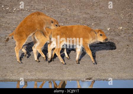 Buffalo (Bison Bison) Kalbsspiele. Juni im Yellowstone-Nationalpark, Wyoming. Stockfoto