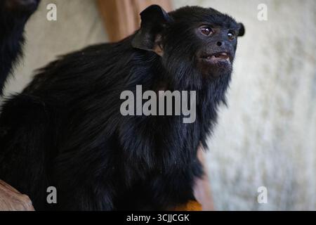 Das Tamarin mit goldener Hand (Saguinus midas), auch bekannt als Tamarin mit roter Hand oder Midas Tamarin. Stockfoto
