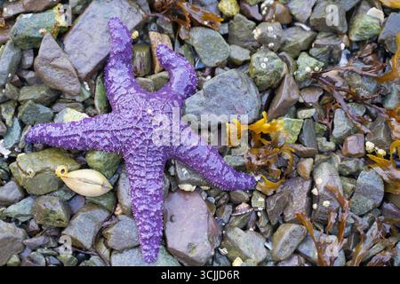 Purple Sea Star (Pisaster ochraceus), gefunden am felsigen Strand bei Ebbe auf Vancouver Island, British Columbia, Kanada Stockfoto