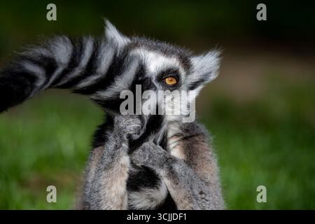 Die RingelschwanzLemur (Lemur catta), ein Strepsirrhine (nassnasen) Primat. Es gehört Lemuridae, einer von fünf Lemurenfamilien. Stockfoto